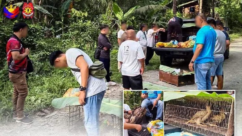 野生动物 #非法交易 萨兰加尼查获550万比索珍稀野生动物！印尼男子落网‼️